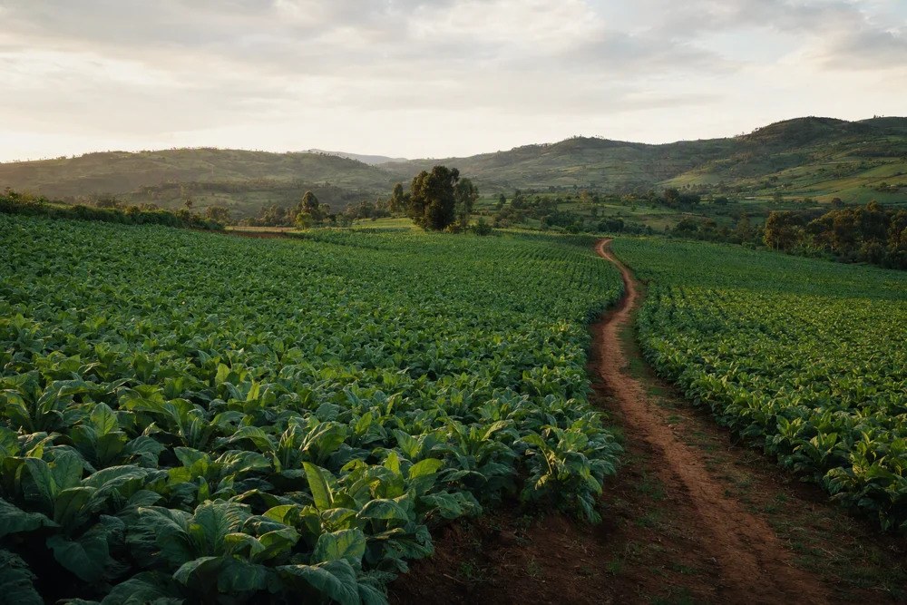 Green agricultural fields in warm evening light